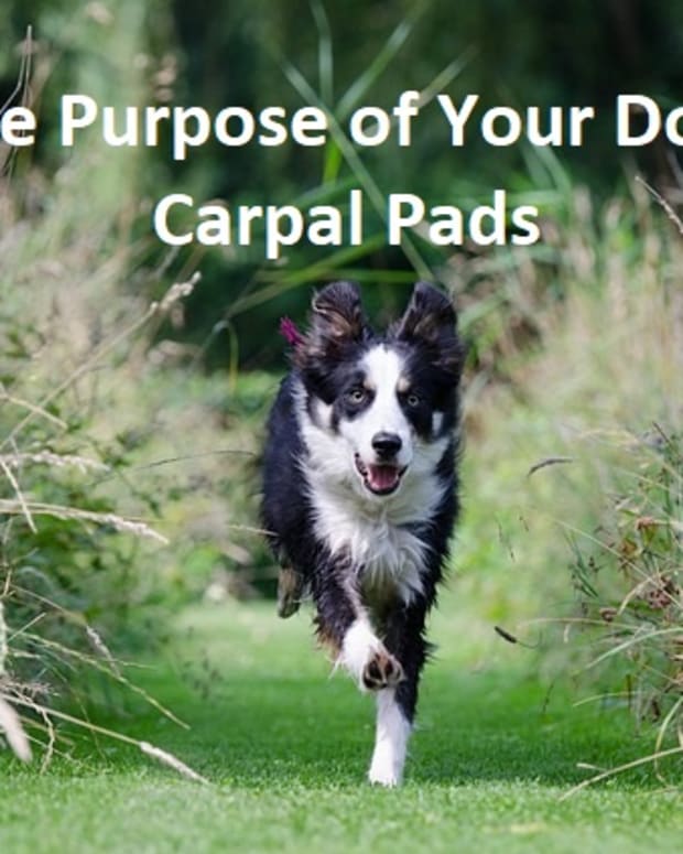 carpal pad injury dog treatment