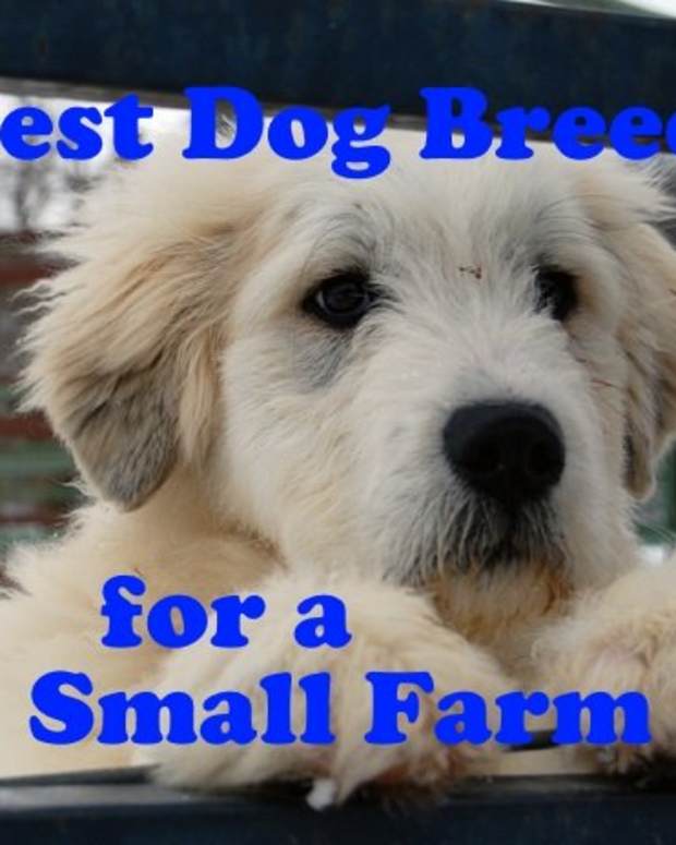 5 Best Dog Breeds for Single Women Living Alone PetHelpful By fellow animal lovers and experts