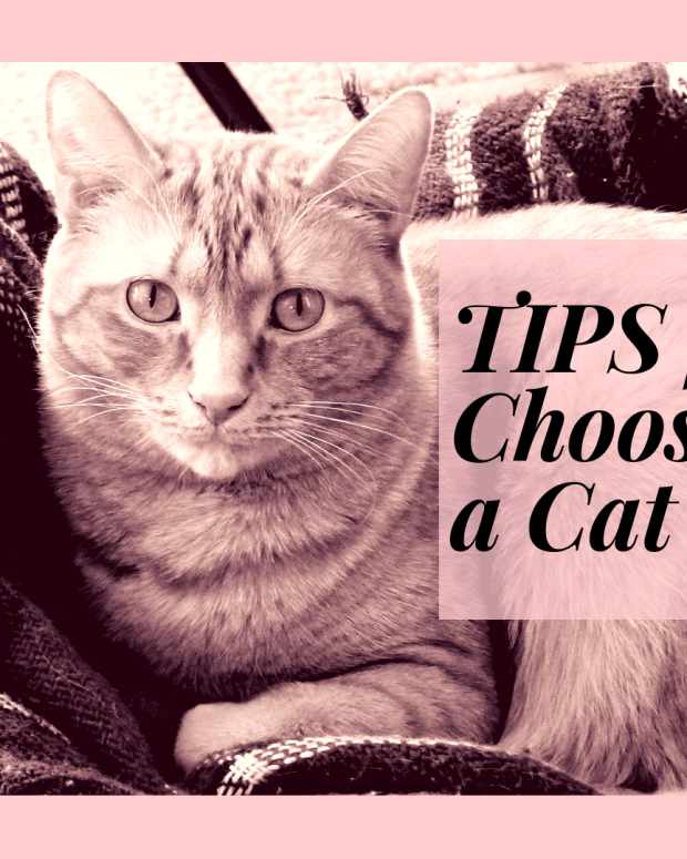 Cats Not Getting Along? Tips to Get Them to Stop Fighting Each Other