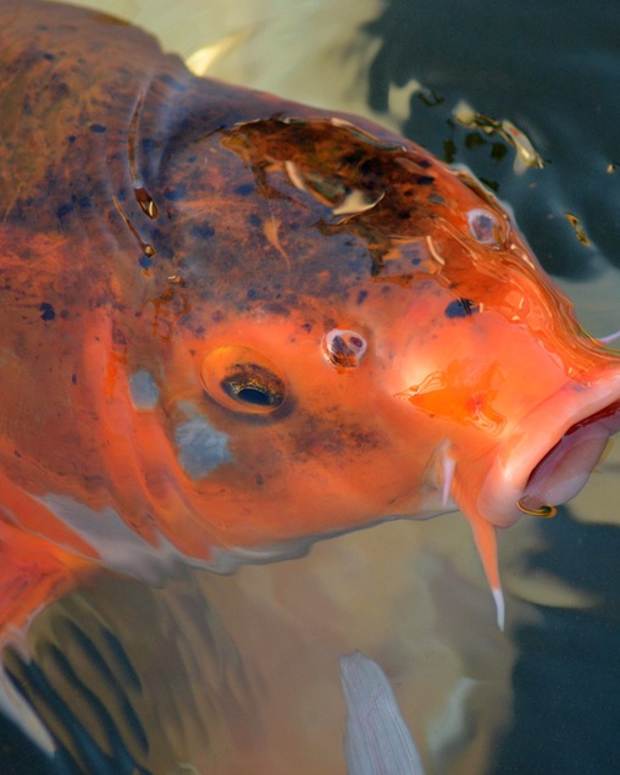 feeding koi fry