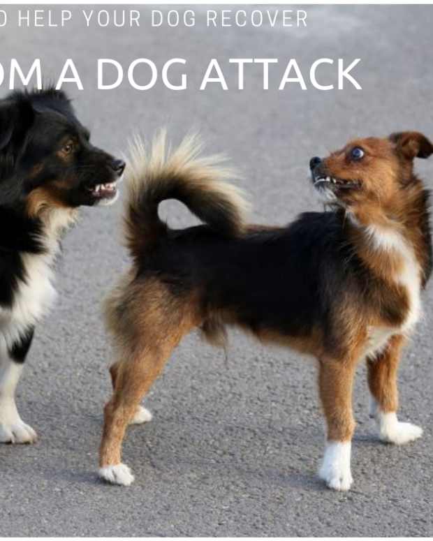 Dog Bite Protection How to Protect Yourself From a Dog Attack PetHelpful By fellow animal
