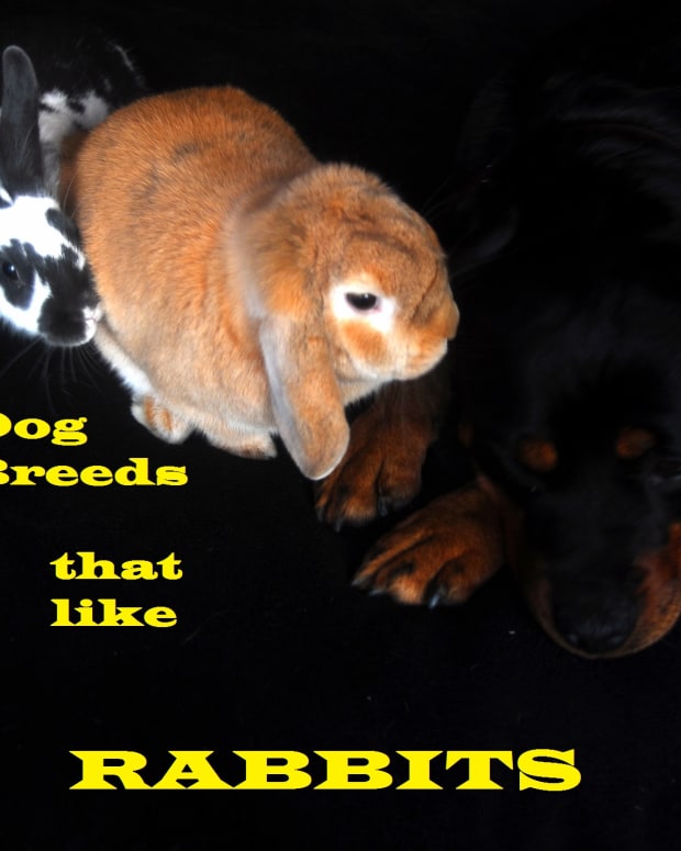 can rabbit poop make dogs sick