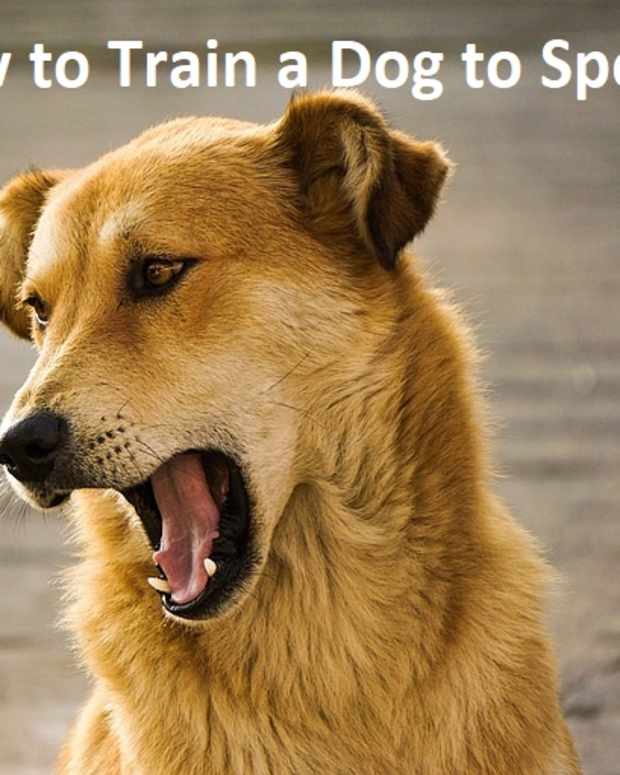 The Best Tips for Training Your Dog How to "Stay" PetHelpful By