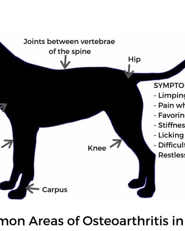 Natural Glucosamine for Dogs: Chicken Feet, Beef Tracheas, and More ...