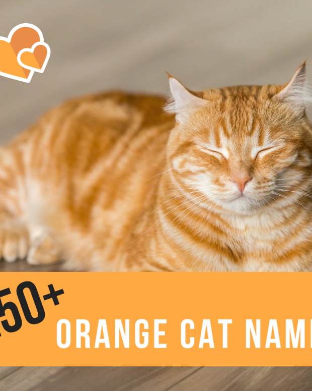 100+ Cute Japanese Cat Names for Your Pet PetHelpful By fellow