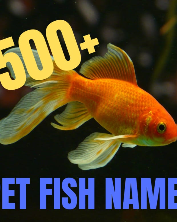 300+ Funny and Clever Fish Names - PetHelpful - By fellow animal lovers ...