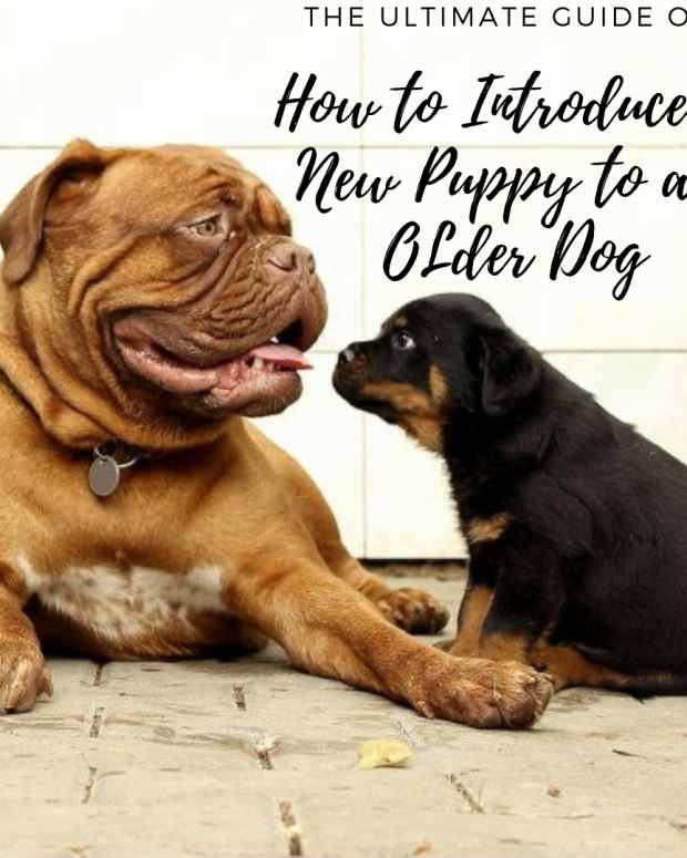 older dog attacking puppy