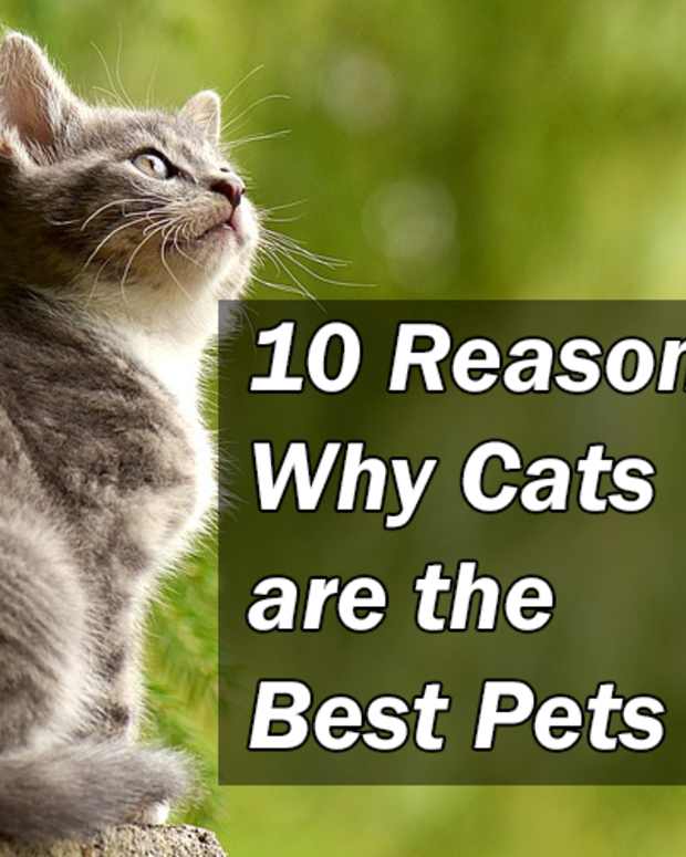 15 Reasons Not to Have a Pet Cat PetHelpful By fellow animal lovers and experts