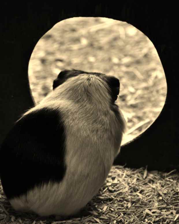 can guinea pigs eat animal crackers