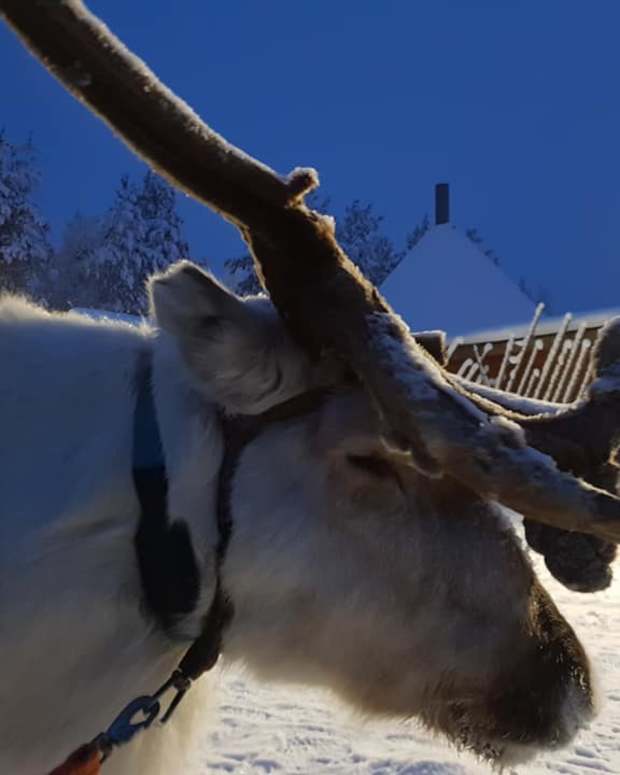 lapland-adventures-jaakkola-reindeer-farm