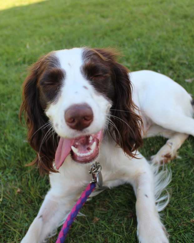 Should I Shave My Dog's Coat in Summer to Keep Them Cool? PetHelpful