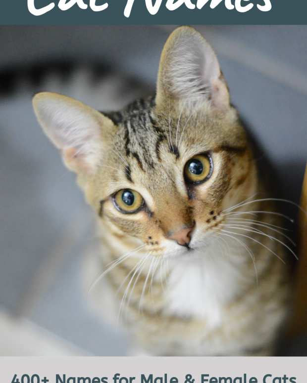 cat name female list