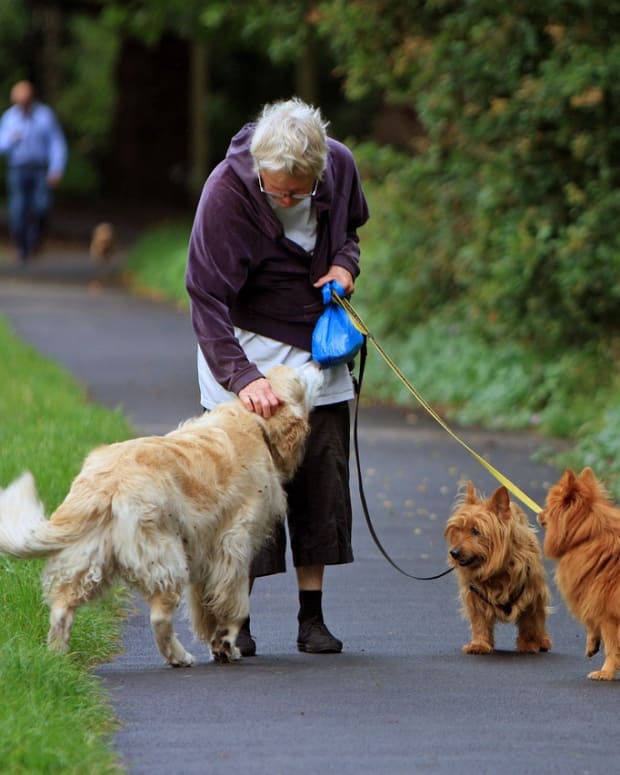 The Canine Roommate: Top 10 Best Dog Breeds for Apartment ...