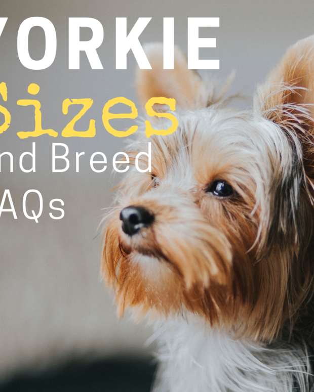 yorkie intelligence ranking