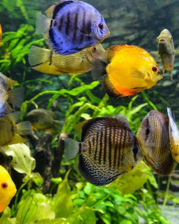 How to Cycle Your New Fish Tank PetHelpful By fellow animal lovers and experts