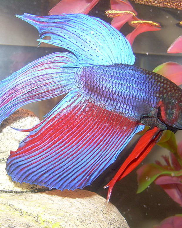 How to Cure Ich or Ick in Betta Fish - PetHelpful - By fellow animal lovers and experts