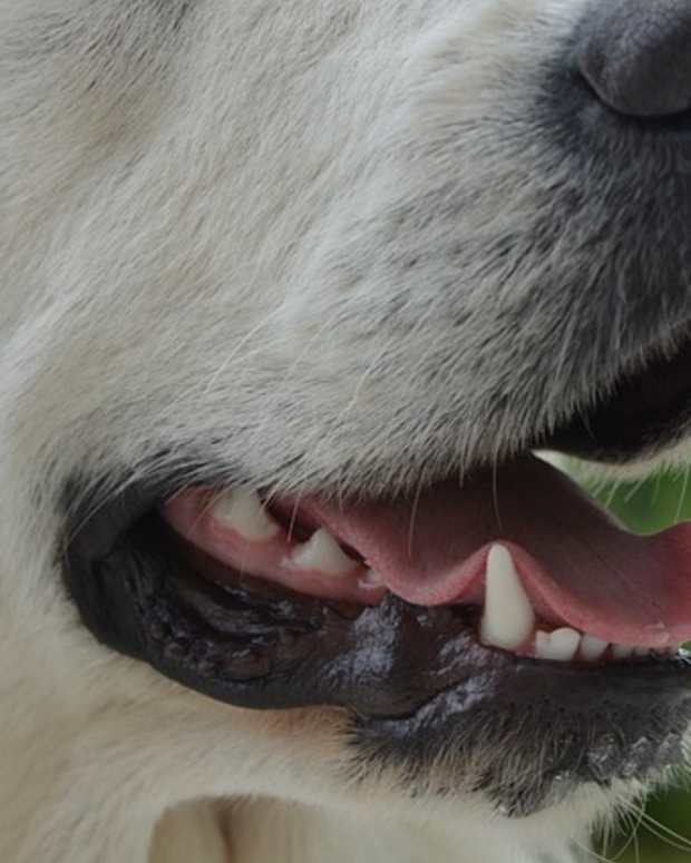 7 Common Causes of Stinky Dog Breath? PetHelpful By fellow animal