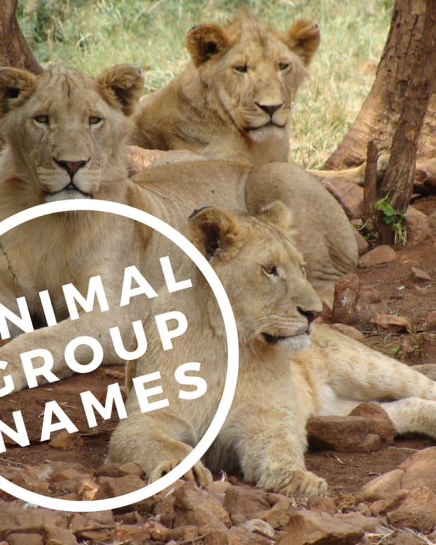 A Comprehensive List of Animal Group Names - Owlcation - Education
