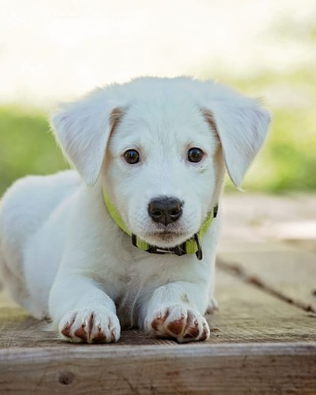 Cute Names For Pets Pethelpful By Fellow Animal Lovers And Experts - white dog roblox