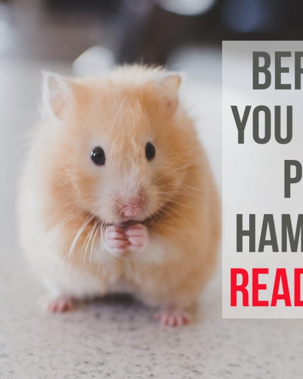 what are the best hamsters to get