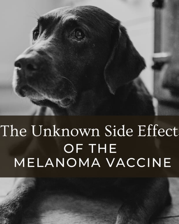 melanoma vaccine dog cost