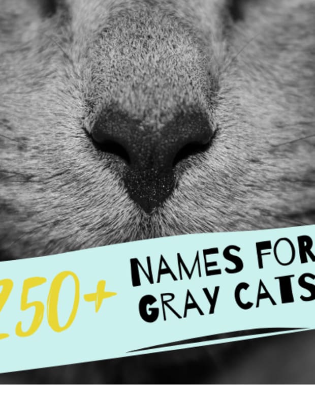 250+ Best Ginger Cat Names - PetHelpful - By fellow animal lovers and