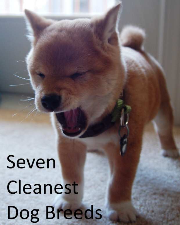 worst dog breeds for autism