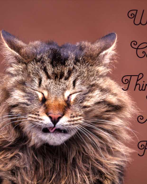 Why Dogs Eat Grass and Other Weird Things PetHelpful By fellow