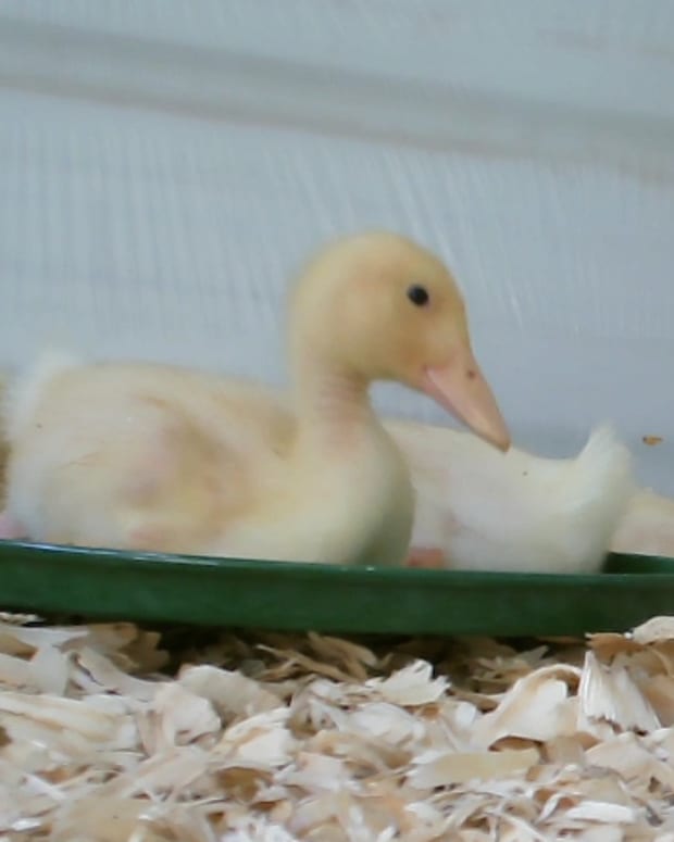 How To Raise Baby Ducklings - PetHelpful - By Fellow Animal Lovers And ...