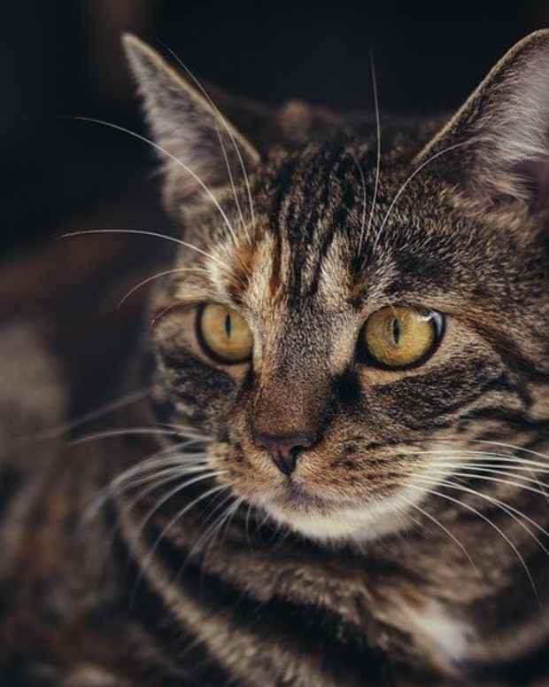 My Review of World's Best Cat Litter (DustFree) PetHelpful By