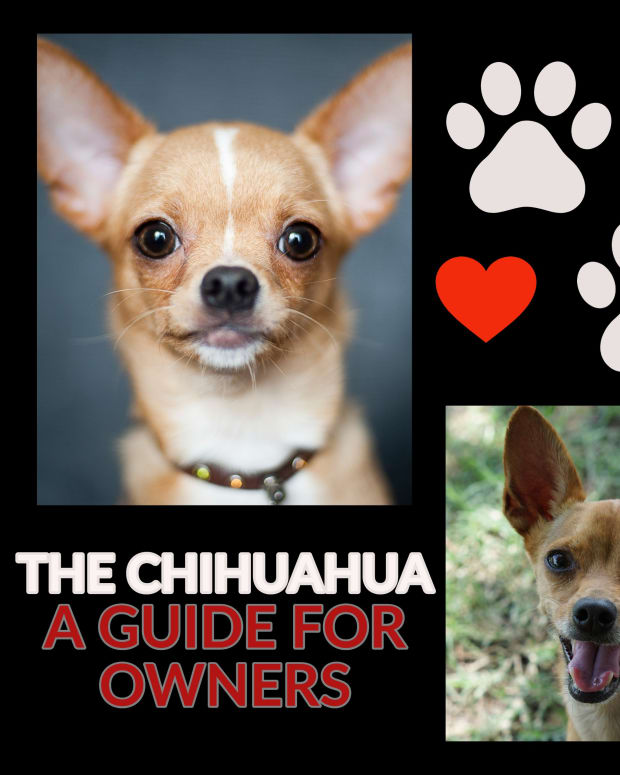 Chihuahua Temperament: The Good, the Bad, and the Ugly - PetHelpful ...