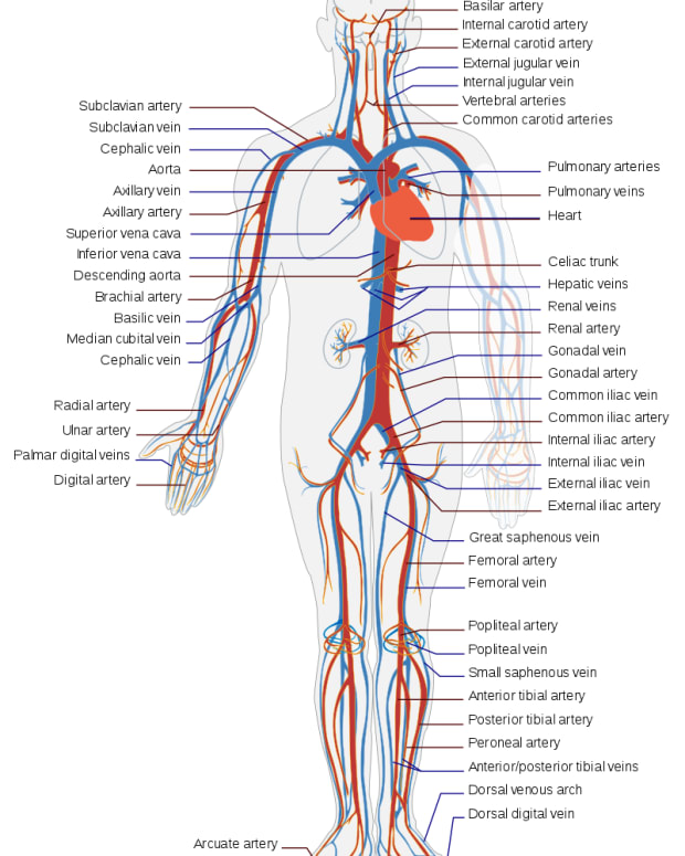 Human Muscular System—What's the Busiest Muscle in the Body ...