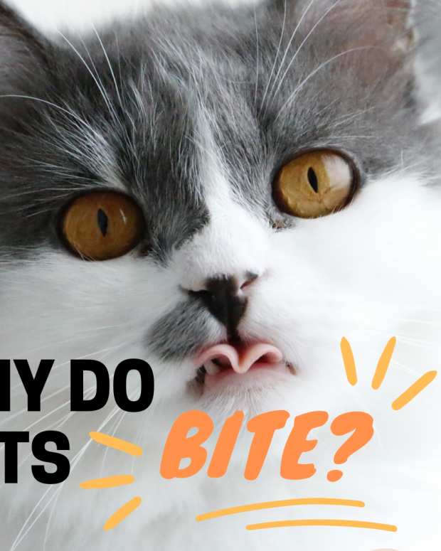 5 Reasons Why Cats Lick Their Owners PetHelpful By fellow animal