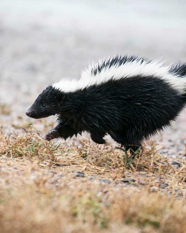 What Is It Like to Have a Pet Skunk? PetHelpful By fellow animal
