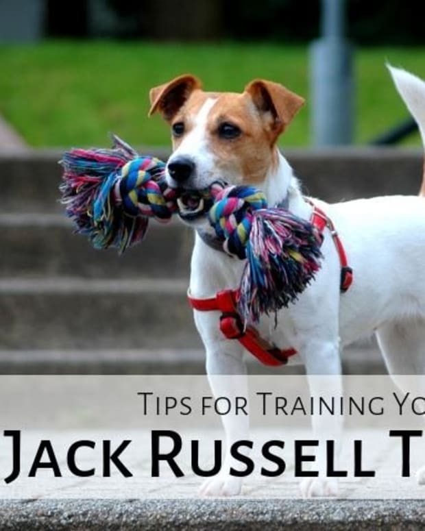 how to calm a high anxiety jack russell