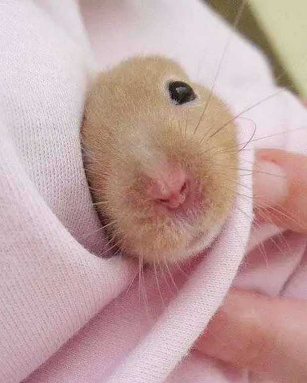 Signs and Treatments of the Common Cold in a Hamster PetHelpful By