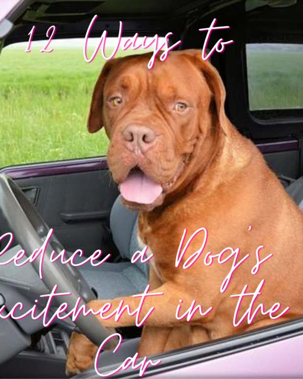 Why Does My Dog Pee on My Car's Tires? PetHelpful By fellow animal