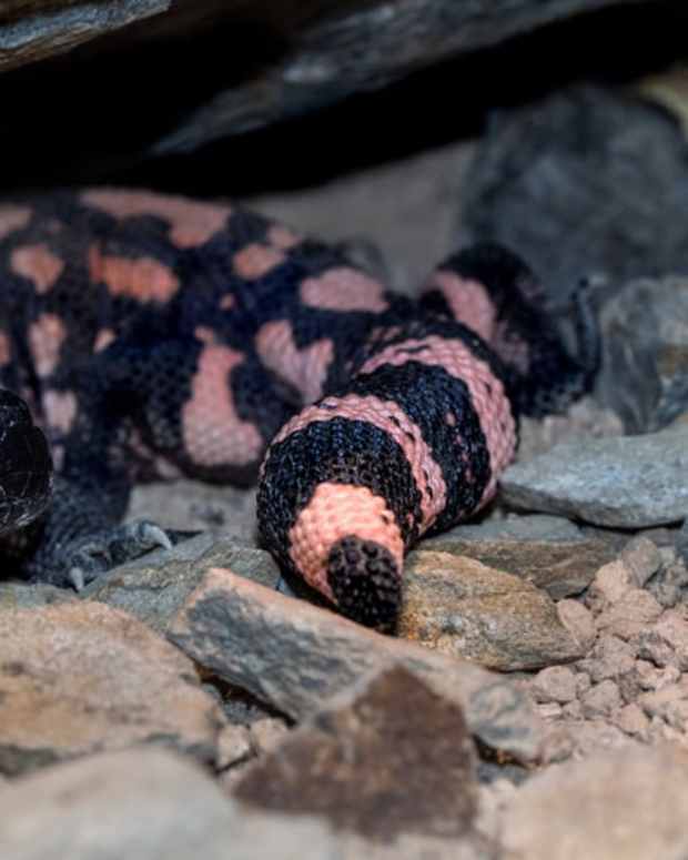 10 Exotic Pets That Are Legal to Own in California PetHelpful By