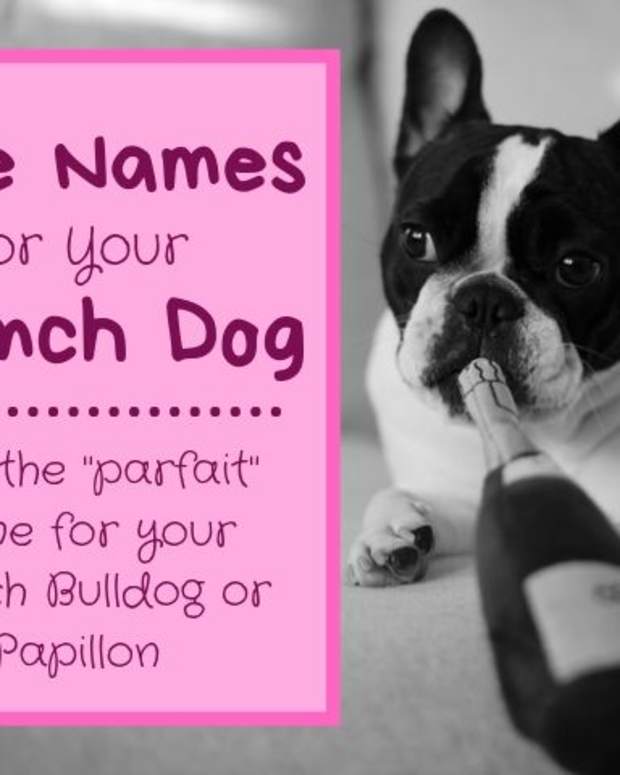 getting a french bulldog