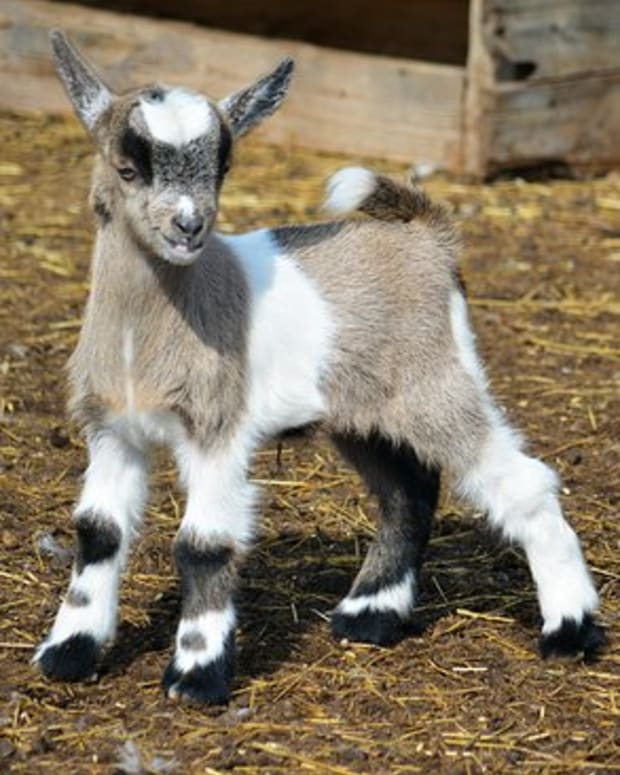 Goats Are Farm Animals That Make Great Pets! - PetHelpful - By fellow ...