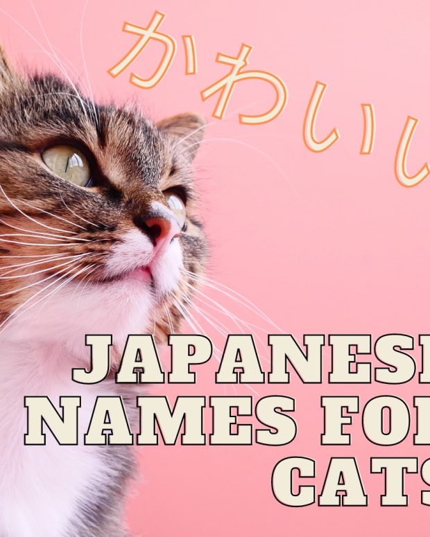 100 Cute Japanese Dog Names For Your Pet PetHelpful By Fellow   100 Cute Japanese Cat Names For Your Pet 