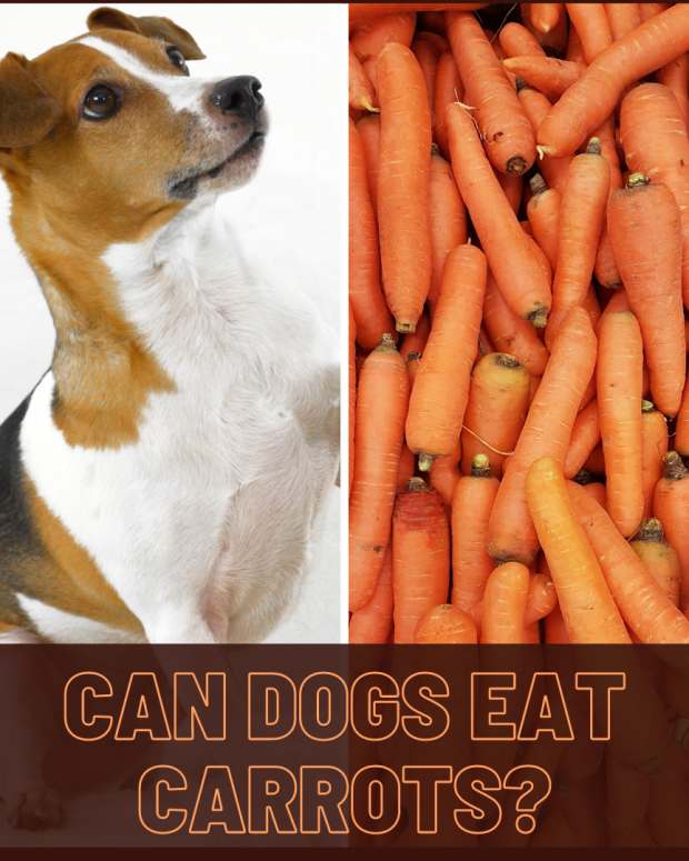 Vegetables That Are Good for Dogs PetHelpful By fellow animal