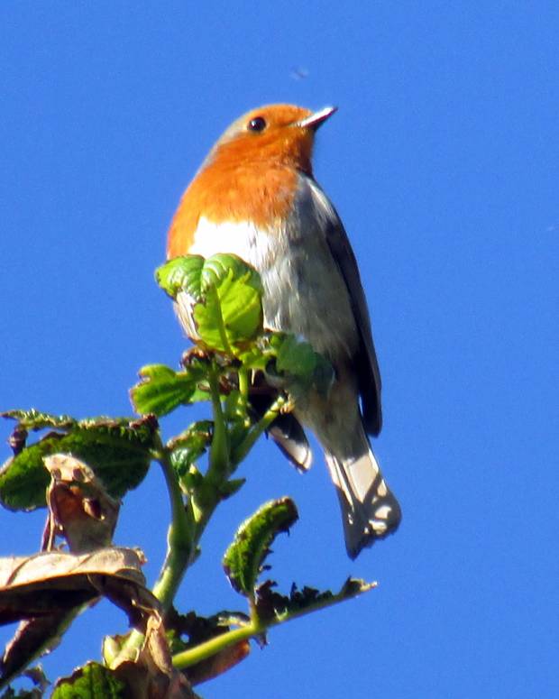 changing-your-paradigm-and-belief-system-with-positive-thinking-and-affirmations