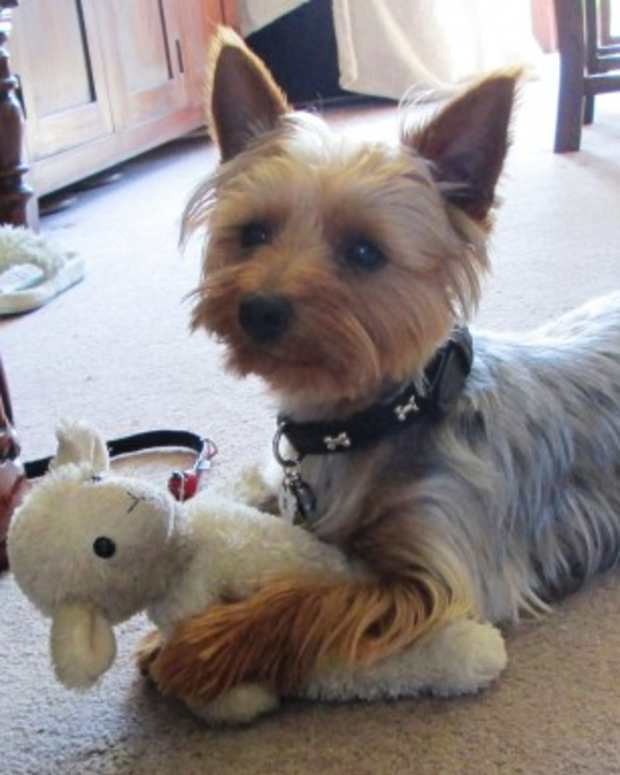 health-benefits-of-spaying-or-neutering-your-dogs-cats-spayed-pets-animals-animal-welfare