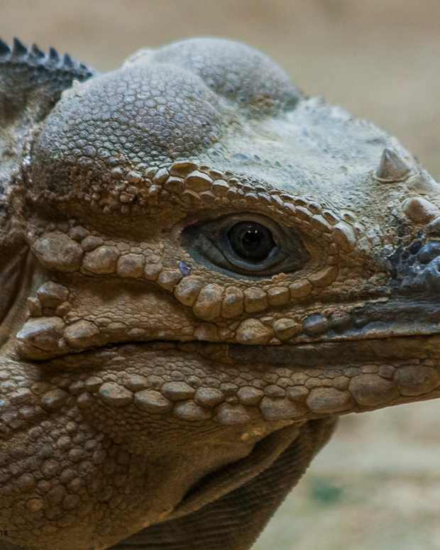 Why the Tegu Is the Best Pet Lizard PetHelpful By fellow animal