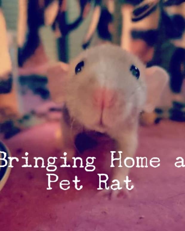 what-to-do-on-the-first-day-with-your-new-pet-rat