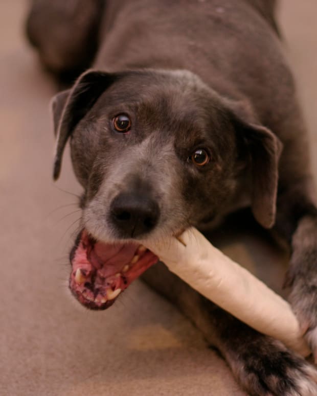 My Dog Ate a Rawhide Bone: Dangers and 