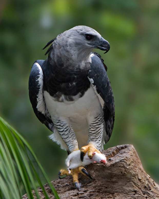 birds-of-prey-the-harpy-eagle