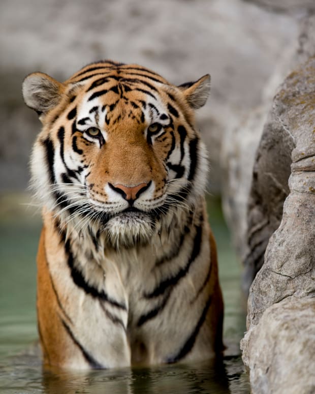 90 Lion Names & Meanings - PetHelpful - By fellow animal lovers and experts