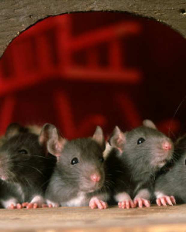 best food for baby rats